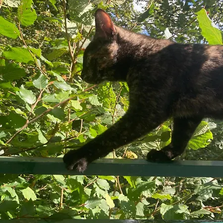 Haus Am Alten Berg Séjour chez l'habitant *
